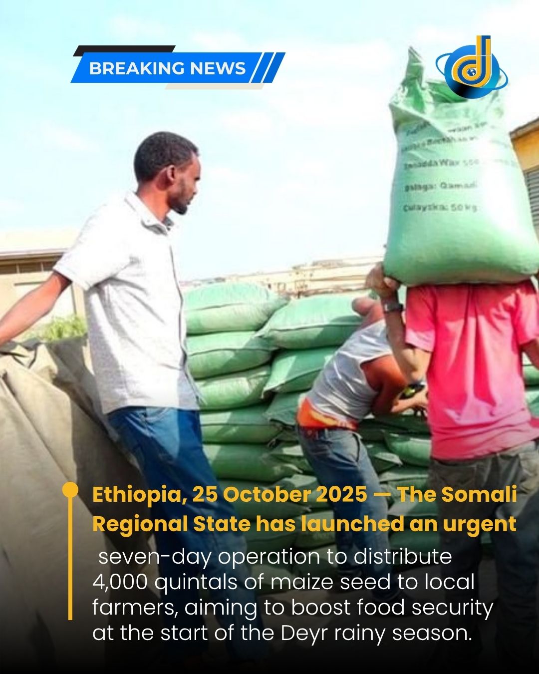 Before it rains, the Somali Regional State sends farmers maize seeds.
