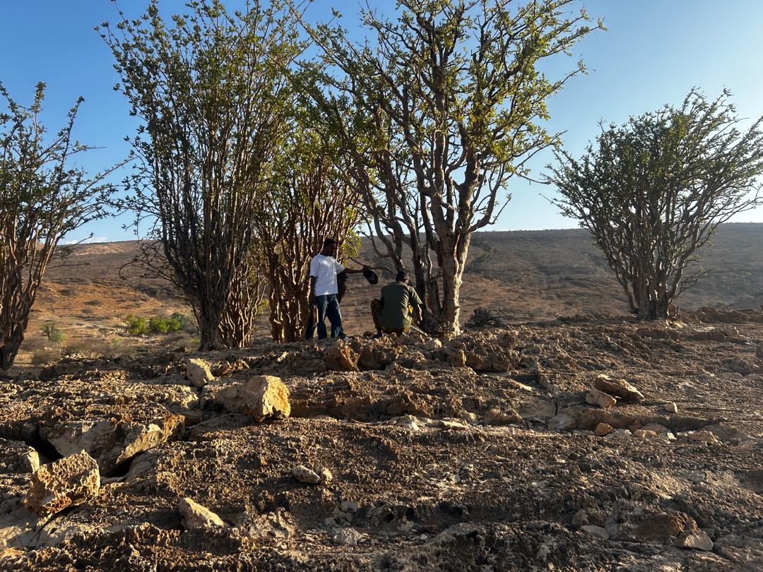 Somalia’s Gudmo-Biyo-Cas Forest Wealth: What You Need to Know