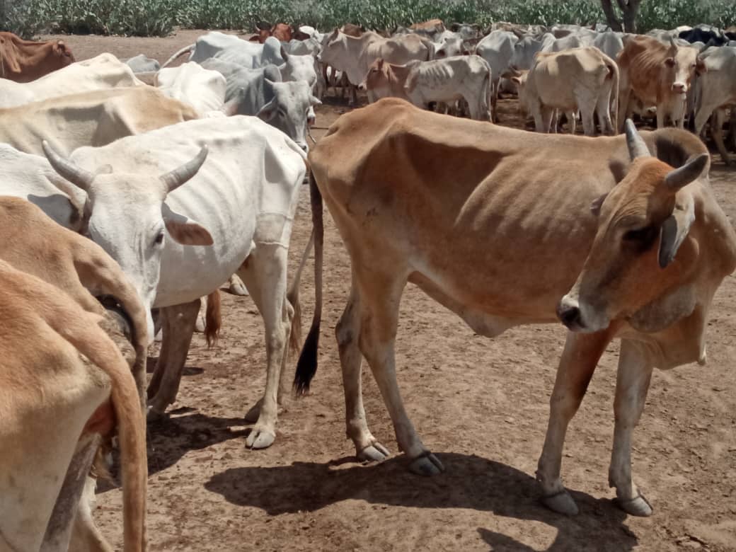 Severe Drought Hits Southwest and Jubbaland Regions, Forcing Families to Flee