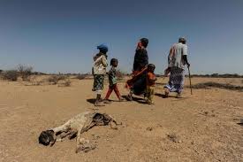 Severe drought grips Mudug region as water shortages worsen.